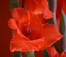 廠,植物學(xué),唐菖蒲