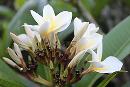 素馨花,姜黄色百合花,花