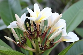 素馨花,姜黃色百合花,花
