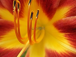 花,黃色,自然