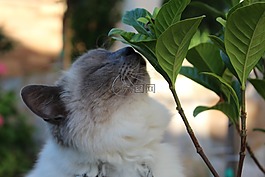貓,自然,葉