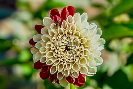 娇琴纱,花,复合材料