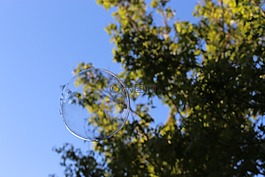 泡沫,氣泡,樹