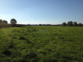 草地,綠色,草