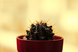 花,鍋,仙人掌