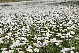 鮮花,性質(zhì),花