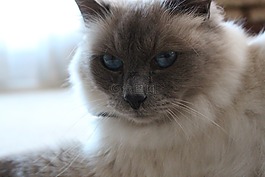 birman,蓝色的眼睛,猫