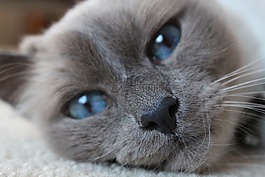 birman,蓝色的眼睛,猫