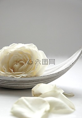 玫瑰,白,靜物