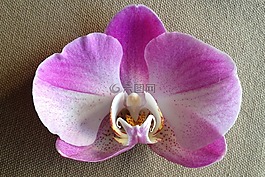 花卉,紫色,蘭花