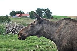 駝鹿,動物,野生動物