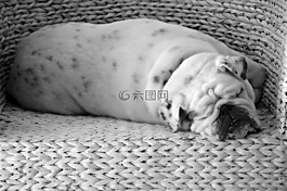 狗,睡眠,牛頭犬