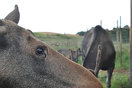 駝鹿,動物,野生動物