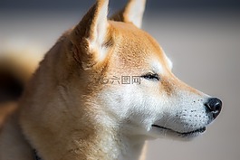 柴犬,狗,可愛