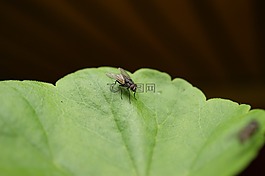 性質(zhì),的,字段