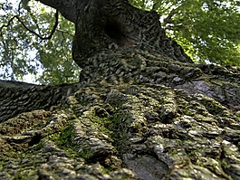 樹(shù),根,伍茲
