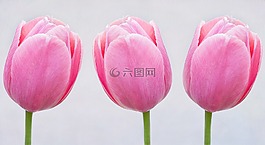 郁金香,粉紅色,鮮花