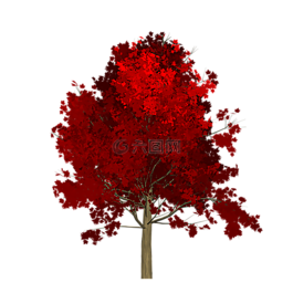 楓,樹,紅色