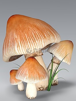 蘑菇,森林,性質(zhì)