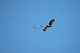 鹰,飞行,benaulim