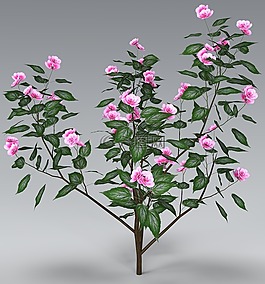 花,鮮花,性質(zhì)