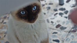 很好,動物,眼