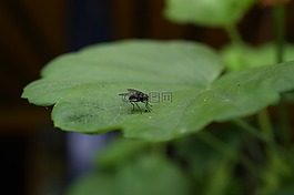 性質(zhì),的,字段