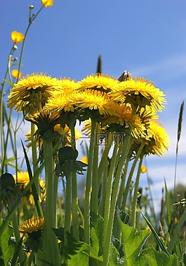 蒲公英,花,廠