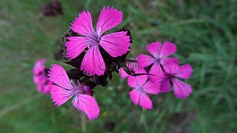 花卉,性質(zhì),草