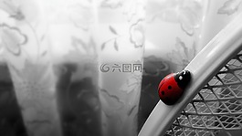瓢蟲,白,昆蟲