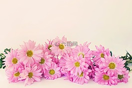粉色雛菊,雛菊,副本空間