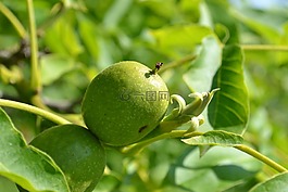 核桃,葉子,樹