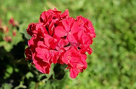 天竺葵,花,開花