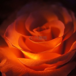玫瑰,紅色,情人節(jié)