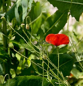 罌粟,開花,性質(zhì)