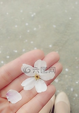 櫻花盛開,花瓣,鞋