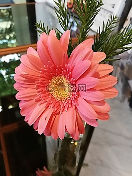 花,粉紅色,性質(zhì)