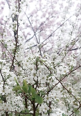 白色的花,白色,春天