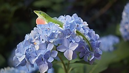 繡球,蜥蜴,花