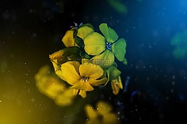 花,視覺作曲家,顏色。