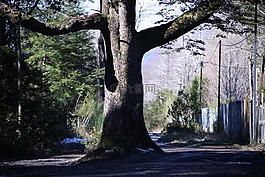路徑,樹(shù),pucon
