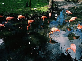 火烈鳥(niǎo),鳥(niǎo),動(dòng)物
