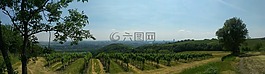 葡萄園,維也納,全景