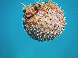 海,海膽,藍色