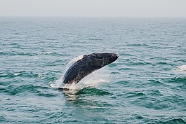 海,海洋,水
