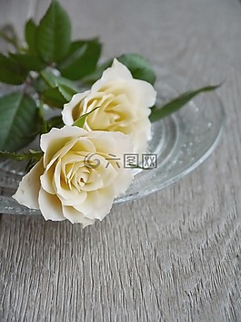 玫瑰,束玫瑰,花束
