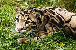 動物,肉食動物,貓