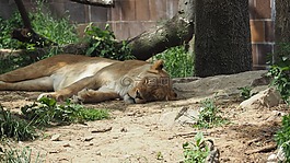 獅子,睡眠,動(dòng)物