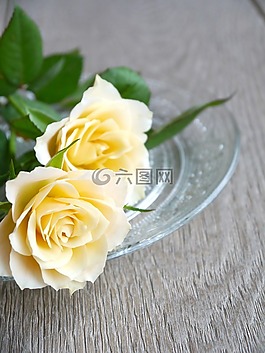 玫瑰,束玫瑰,花束