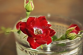 玫瑰,花,安排